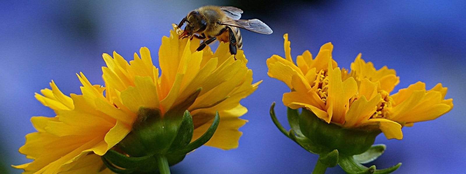 TIPPS FÜR DAS RETTEN VON BIENEN